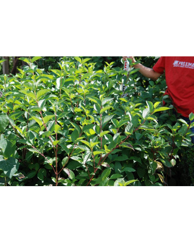 Дерен білий Сібіріка | Cornus alba Sibirica | Дерен белый Сибирика