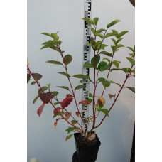 Дерен білий Сібіріка | Cornus alba Sibirica | Дерен белый Сибирика