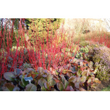Дерен білий Сібіріка | Cornus alba Sibirica | Дерен белый Сибирика