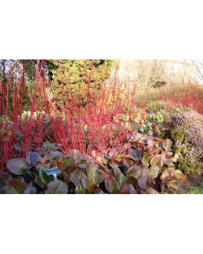 Дерен білий Сібіріка | Cornus alba Sibirica | Дерен белый Сибирика