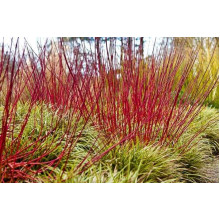Дерен білий Сібіріка | Cornus alba Sibirica | Дерен белый Сибирика