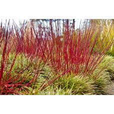 Дерен білий Сібіріка | Cornus alba Sibirica | Дерен белый Сибирика