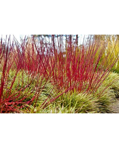 Дерен білий Сібіріка | Cornus alba Sibirica | Дерен белый Сибирика