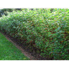 Дерен білий Сібіріка | Cornus alba Sibirica | Дерен белый Сибирика