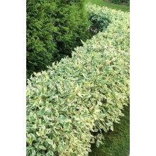 Дерен білий Елегантіссіма | Cornus alba Elegantissima | Дерен белый Элегантиссима