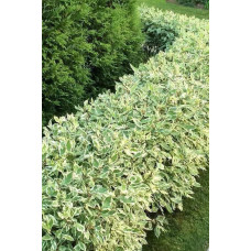 Дерен білий Елегантіссіма | Cornus alba Elegantissima | Дерен белый Элегантиссима