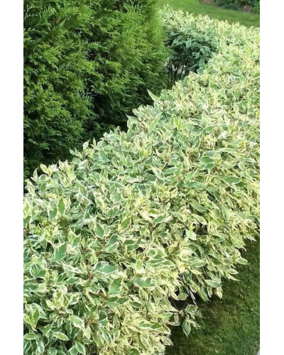 Дерен білий Елегантіссіма | Cornus alba Elegantissima | Дерен белый Элегантиссима
