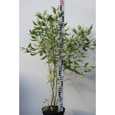 Дерен білий Елегантіссіма | Cornus alba Elegantissima | Дерен белый Элегантиссима