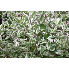 Дерен білий Елегантіссіма | Cornus alba Elegantissima | Дерен белый Элегантиссима