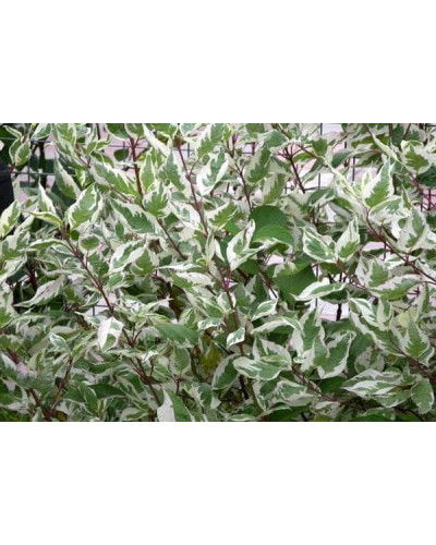 Дерен білий Елегантіссіма | Cornus alba Elegantissima | Дерен белый Элегантиссима