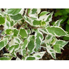 Дерен білий Елегантіссіма | Cornus alba Elegantissima | Дерен белый Элегантиссима