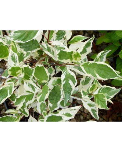 Дерен білий Елегантіссіма | Cornus alba Elegantissima | Дерен белый Элегантиссима