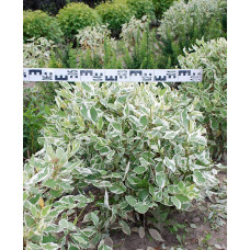 Дерен білий Елегантіссіма | Cornus alba Elegantissima | Дерен белый Элегантиссима