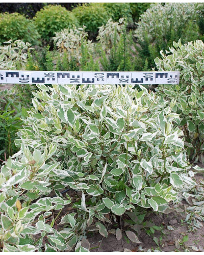 Дерен білий Елегантіссіма | Cornus alba Elegantissima | Дерен белый Элегантиссима