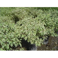 Дерен білий Елегантіссіма | Cornus alba Elegantissima | Дерен белый Элегантиссима