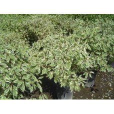 Дерен білий Елегантіссіма | Cornus alba Elegantissima | Дерен белый Элегантиссима