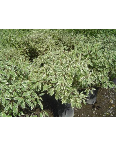 Дерен білий Елегантіссіма | Cornus alba Elegantissima | Дерен белый Элегантиссима