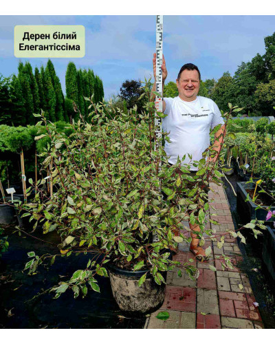 Дерен білий Елегантіссіма | Cornus alba Elegantissima | Дерен белый Элегантиссима