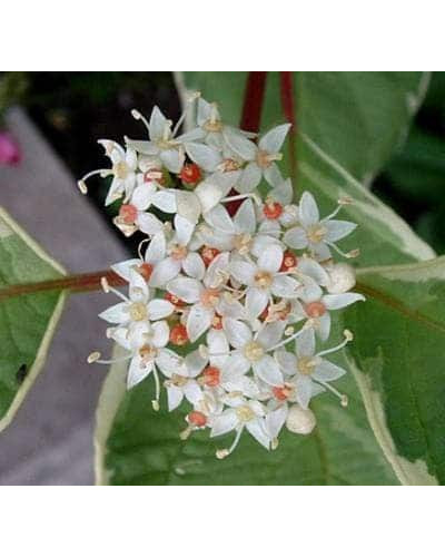 Дерен білий Елегантіссіма | Cornus alba Elegantissima | Дерен белый Элегантиссима