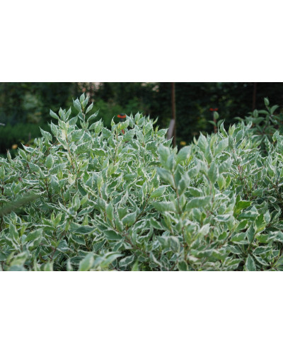 Дерен білий Елегантіссіма | Cornus alba Elegantissima | Дерен белый Элегантиссима