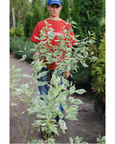 Дерен білий Елегантіссіма | Cornus alba Elegantissima | Дерен белый Элегантиссима
