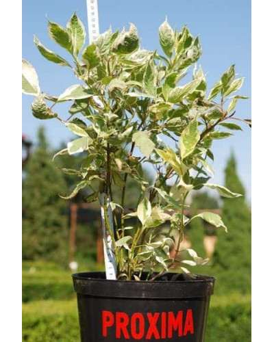 Дерен білий Елегантіссіма | Cornus alba Elegantissima | Дерен белый Элегантиссима
