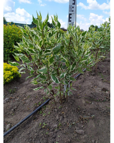 Дерен білий Елегантіссіма | Cornus alba Elegantissima | Дерен белый Элегантиссима