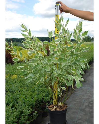 Дерен білий Елегантіссіма | Cornus alba Elegantissima | Дерен белый Элегантиссима