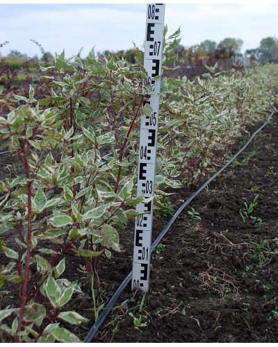 Дерен білий Елегантіссіма | Cornus alba Elegantissima | Дерен белый Элегантиссима