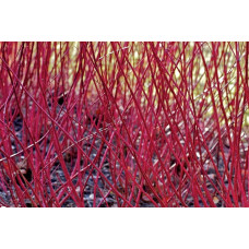 Дерен білий Елегантіссіма | Cornus alba Elegantissima | Дерен белый Элегантиссима