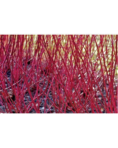 Дерен білий Елегантіссіма | Cornus alba Elegantissima | Дерен белый Элегантиссима
