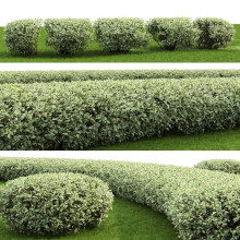 Дерен білий Елегантіссіма | Cornus alba Elegantissima | Дерен белый Элегантиссима