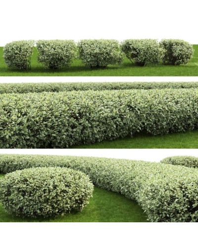 Дерен білий Елегантіссіма | Cornus alba Elegantissima | Дерен белый Элегантиссима