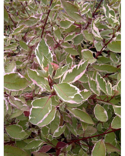 Дерен білий Елегантіссіма | Cornus alba Elegantissima | Дерен белый Элегантиссима