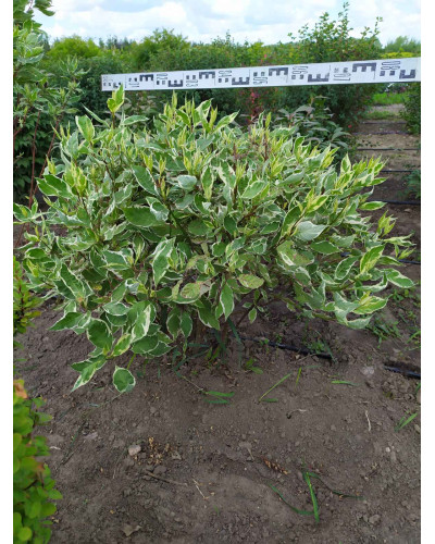 Дерен білий Елегантіссіма | Cornus alba Elegantissima | Дерен белый Элегантиссима