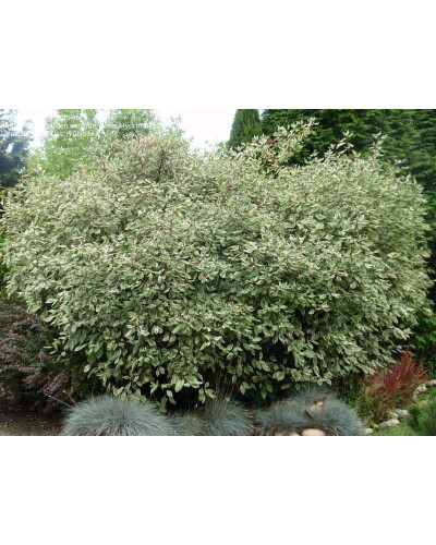 Дерен білий Елегантіссіма | Cornus alba Elegantissima | Дерен белый Элегантиссима