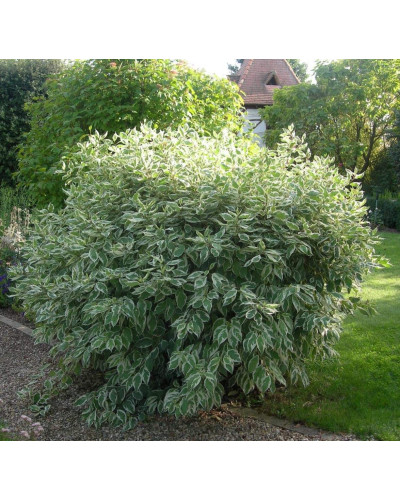 Дерен білий Елегантіссіма | Cornus alba Elegantissima | Дерен белый Элегантиссима