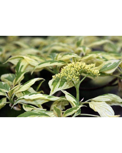 Дерен білий Елегантіссіма | Cornus alba Elegantissima | Дерен белый Элегантиссима