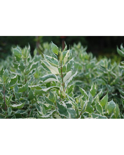 Дерен білий Елегантіссіма | Cornus alba Elegantissima | Дерен белый Элегантиссима