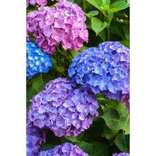 Гортензія широколиста Букет Троянд | Hydrangea macrophylla Bouquet Rose | Гортензия широколистная Букет Роз