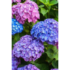 Гортензія широколиста Букет Троянд | Hydrangea macrophylla Bouquet Rose | Гортензия широколистная Букет Роз