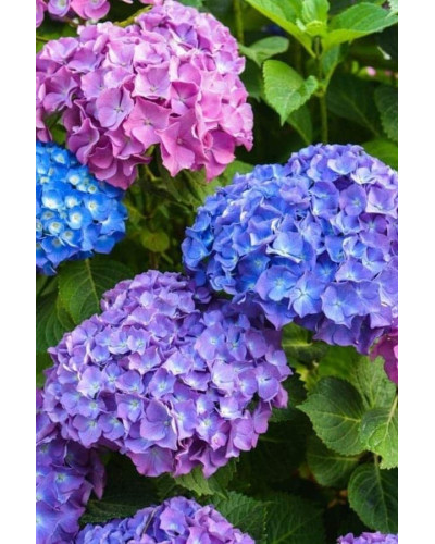 Гортензія широколиста Букет Троянд | Hydrangea macrophylla Bouquet Rose | Гортензия широколистная Букет Роз