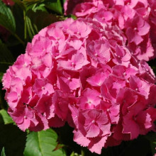 Гортензія широколиста Букет Троянд | Hydrangea macrophylla Bouquet Rose | Гортензия широколистная Букет Роз