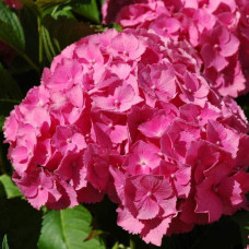 Гортензія широколиста Букет Троянд | Hydrangea macrophylla Bouquet Rose | Гортензия широколистная Букет Роз