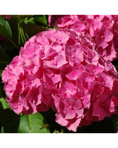 Гортензія широколиста Букет Троянд | Hydrangea macrophylla Bouquet Rose | Гортензия широколистная Букет Роз
