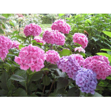 Гортензія широколиста Букет Троянд | Hydrangea macrophylla Bouquet Rose | Гортензия широколистная Букет Роз