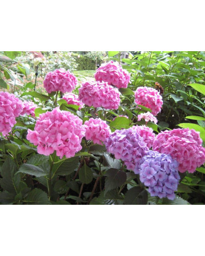Гортензія широколиста Букет Троянд | Hydrangea macrophylla Bouquet Rose | Гортензия широколистная Букет Роз