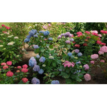 Гортензія широколиста Букет Троянд | Hydrangea macrophylla Bouquet Rose | Гортензия широколистная Букет Роз