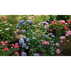 Гортензія широколиста Букет Троянд | Hydrangea macrophylla Bouquet Rose | Гортензия широколистная Букет Роз