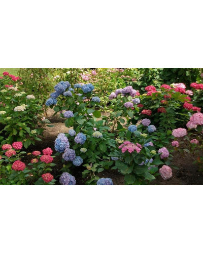 Гортензія широколиста Букет Троянд | Hydrangea macrophylla Bouquet Rose | Гортензия широколистная Букет Роз